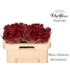 R GR WAX BORDEAUX (ATHENA) x40 (50cm)