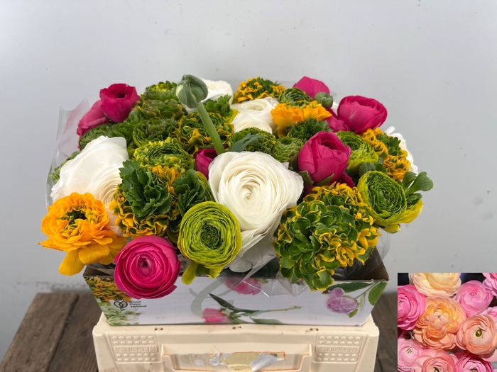 <h4>RAN GEM IN BOS</h4>