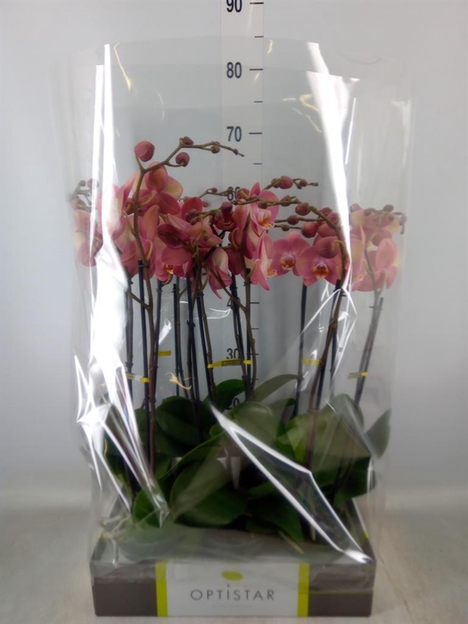 <h4>Phalaenopsis   ...</h4>