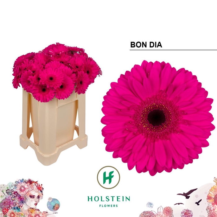 <h4>GE GR BON DIA</h4>