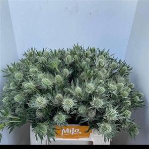 ERYN MAG WHIT LAGOON