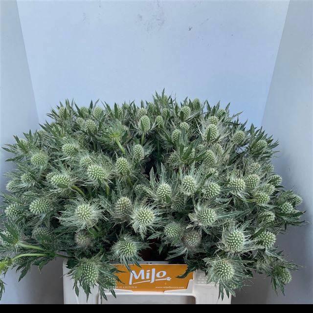 <h4>ERYN MAG WHIT LAGOON</h4>