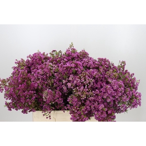 Chamelaucium Mars