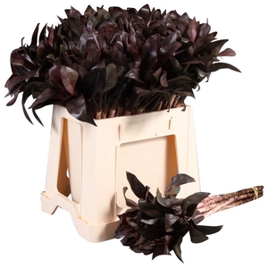 DRACAENA PURPLE COMPACTA