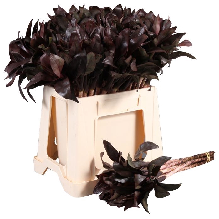 <h4>DRACAENA FLORIDA BEAUTY</h4>