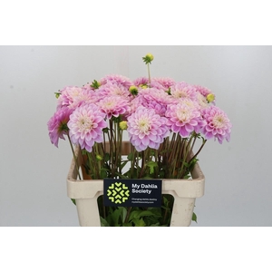 Dahlia Sweet Love