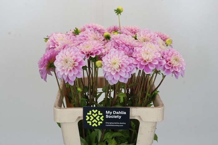 <h4>Dahlia Sweet Love</h4>