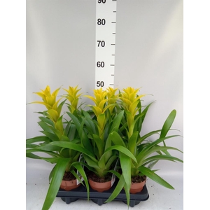 Guzmania  'Desire'