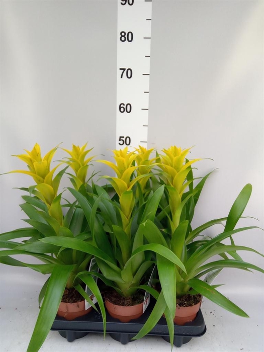 <h4>Guzmania  'Desire'</h4>