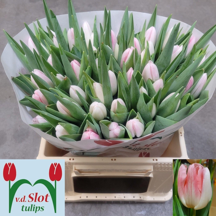 <h4>TU EN SERINE</h4>