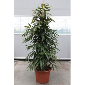 Ficus Amstel King