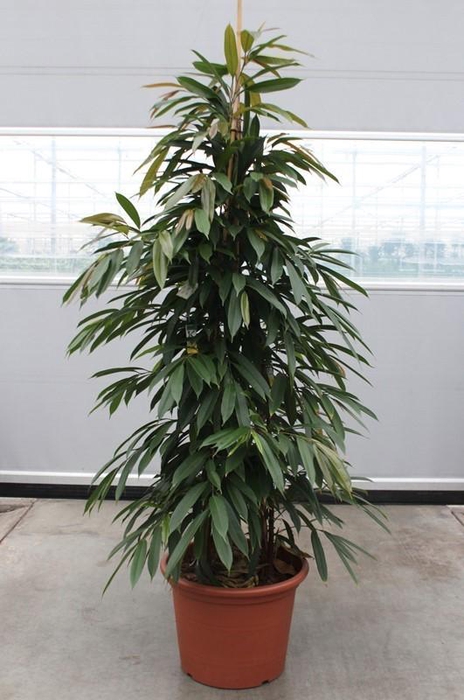 <h4>Ficus Amstel King</h4>