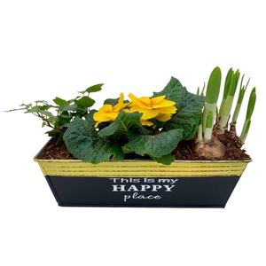 Primula Happy Zink rechthoek Prim + Tete + Hedera 648