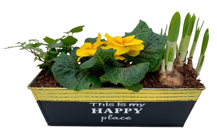 <h4>Primula Happy Zink rechthoek Prim + Tete + Hedera 648</h4>