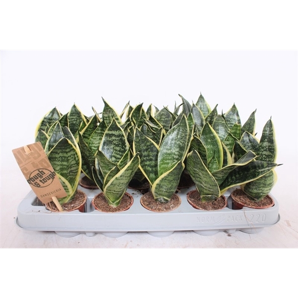 <h4>Sansevieria Golden Edge Hahni</h4>