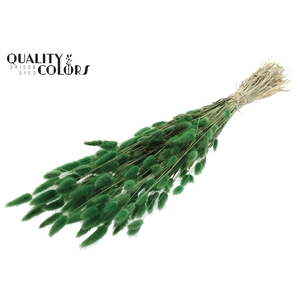 Lagurus per bunch Green