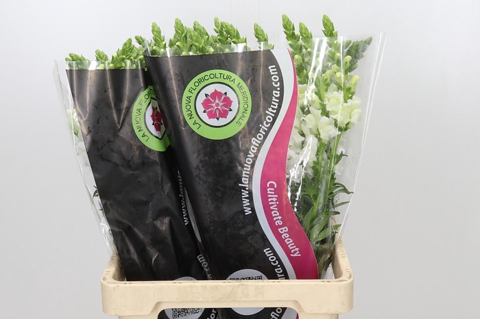 <h4>Antirrhinum Potomac White</h4>