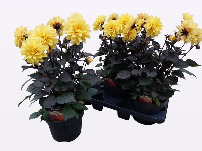 <h4>DAHL GARDEN DL G YEL</h4>