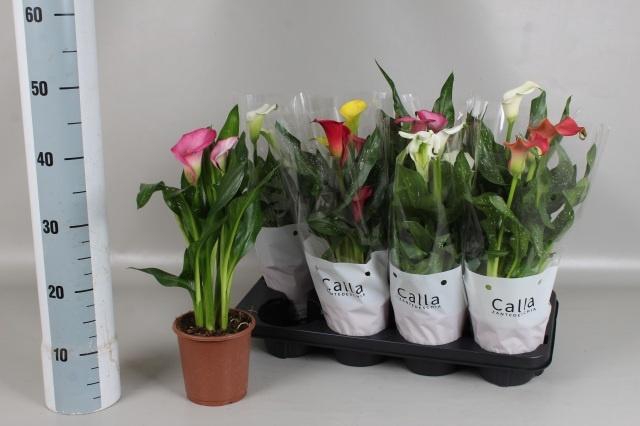 <h4>ZANT GEM 5 KL</h4>