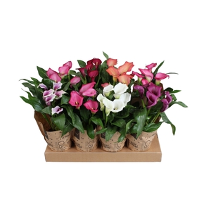Zantedeschia gemengd Calla mix in kraft hoes