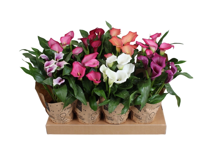 <h4>Zantedeschia gemengd Calla mix in kraft hoes</h4>