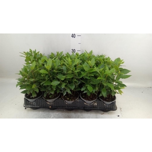 Laurus nobilis