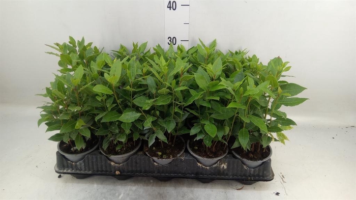 <h4>Laurus nobilis</h4>