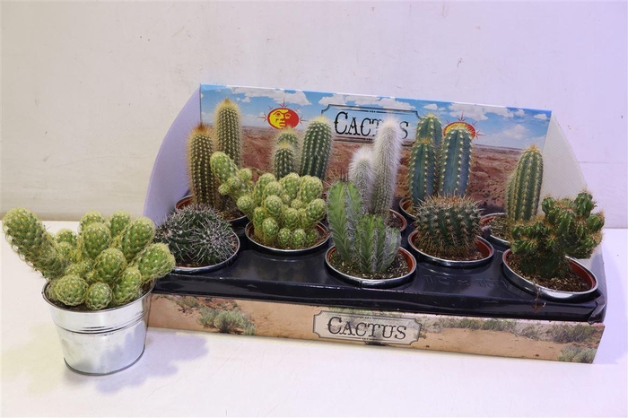 <h4>arr8 Cactus Gem In Zinken Potje</h4>