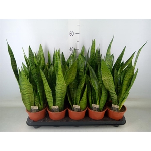 Sansevieria zeylanica