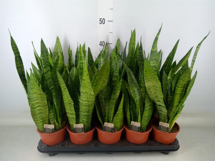 <h4>Sansevieria zeylanica</h4>