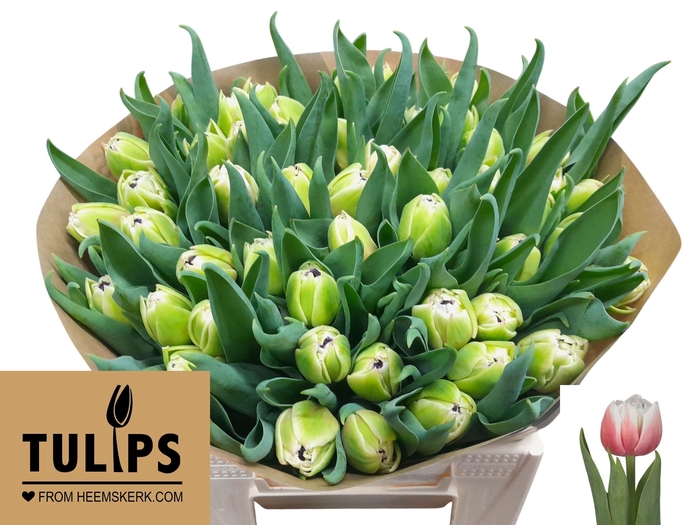 <h4>TU DU SAMBUCA</h4>