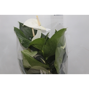 ANTHURIUM SUMI P17