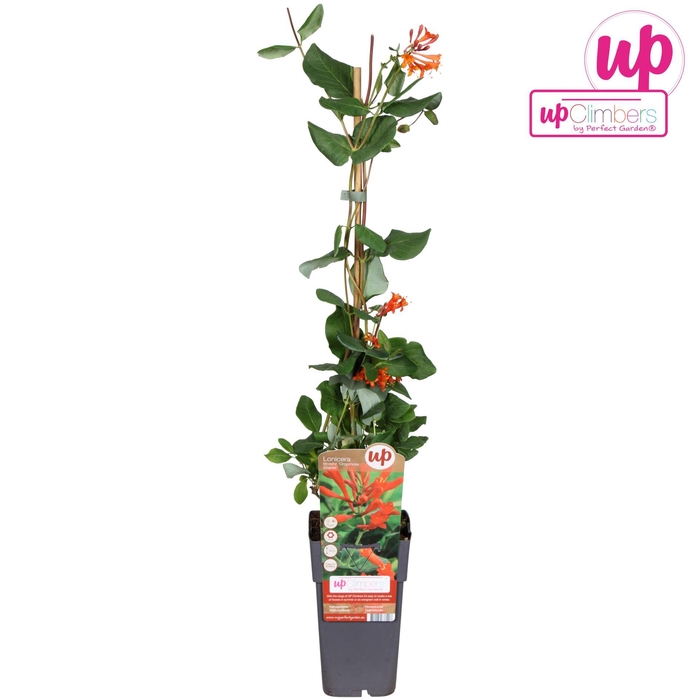 Lonicera Dropmore Scarlet