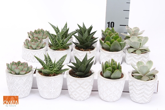 <h4>SUCC GEM 5 SRT</h4>