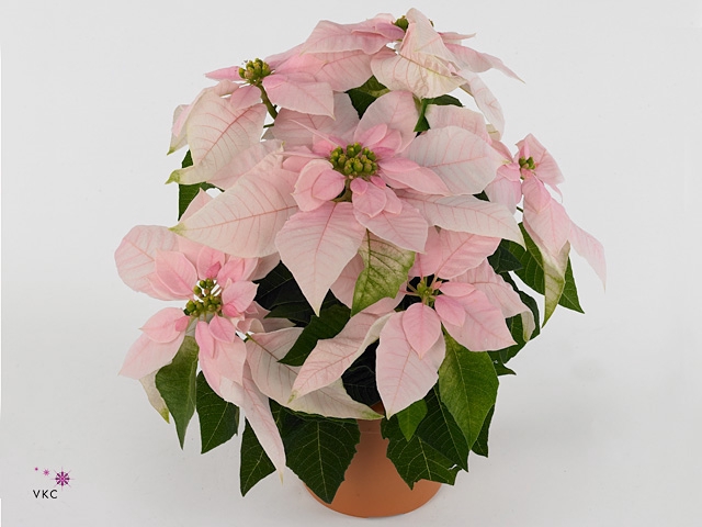 EUPHOR P PRI SO PINK