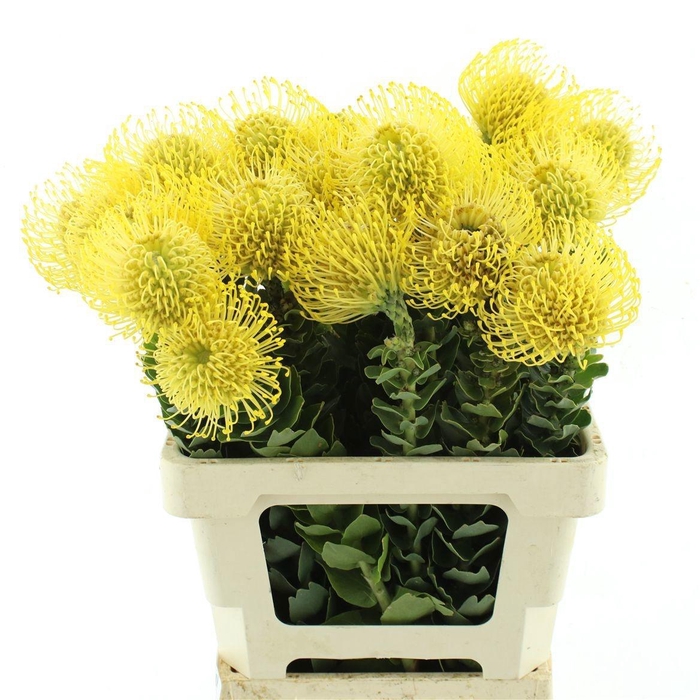 <h4>LEUCO CO HIGH GOLD</h4>