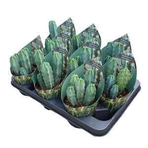 MYRTILLOCACTUS GEOMETRIZANS - POT Ø 10,5 WITH POTCOVER (CACTUS)