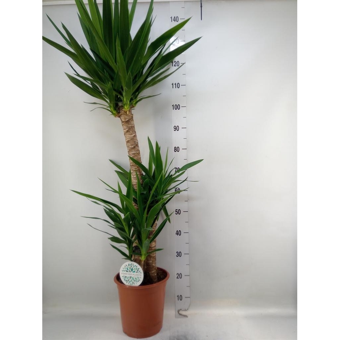 <h4>Yucca   ...</h4>