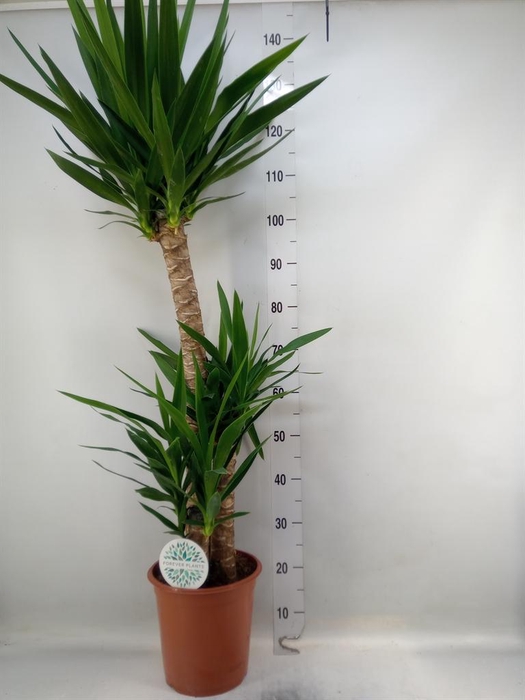 <h4>Yucca ...</h4>