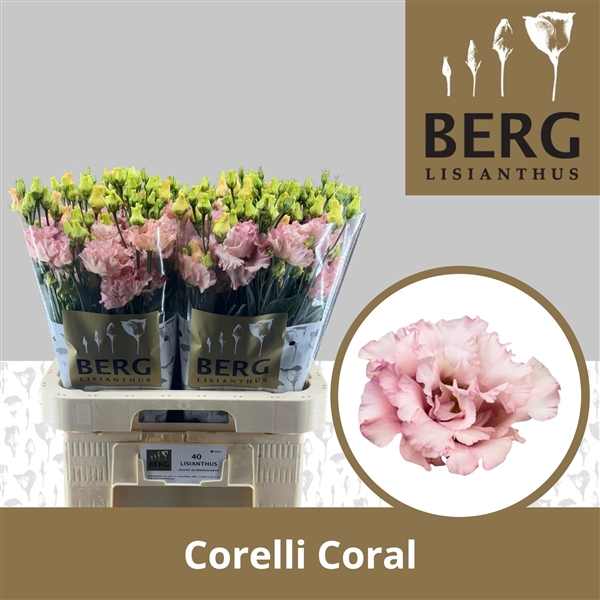 <h4>Eust Corelli Coral Berg</h4>
