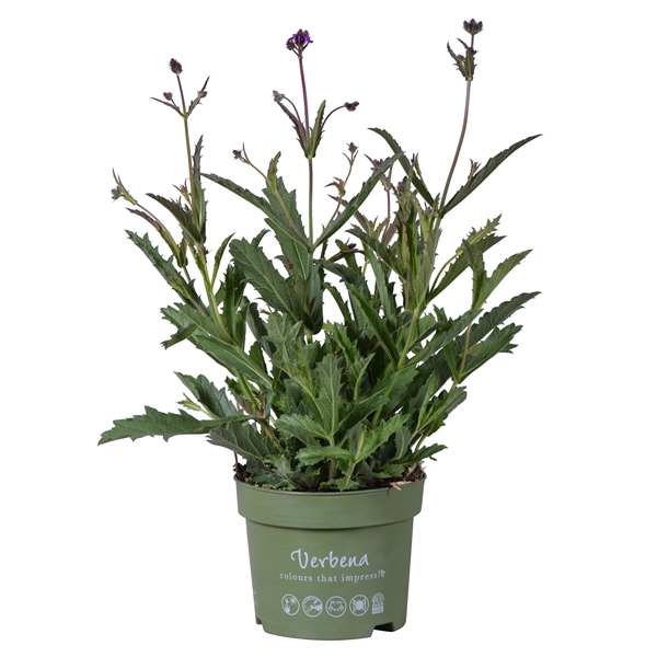 <h4>Verbena Rigida</h4>