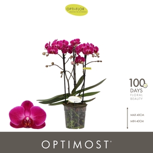 Optimost Morelia 3 spike