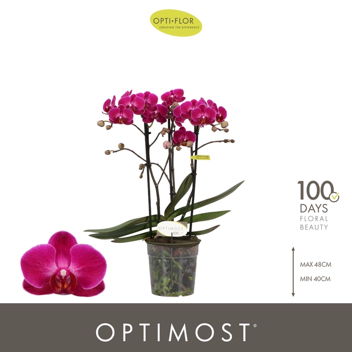 <h4>Optimost Morelia 3 spike</h4>
