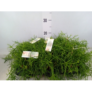Rhipsalis baccifera 'Oasis'