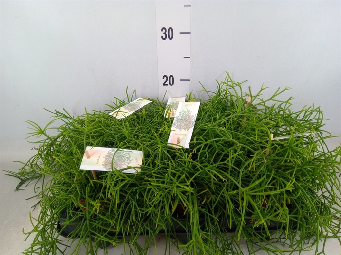 <h4>Rhipsalis baccifera 'Oasis'</h4>