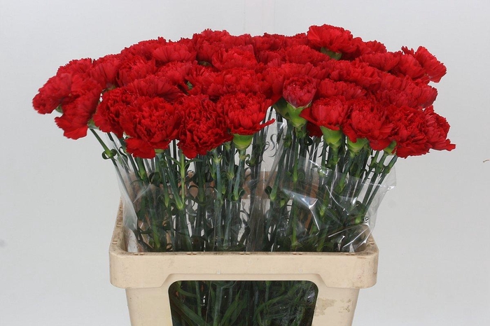 <h4>Dianthus St Arona</h4>