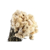 Helichrysum White