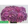 Hydrangea magical mistral