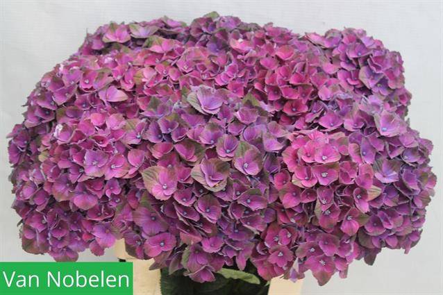 Hydrangea magical mistral