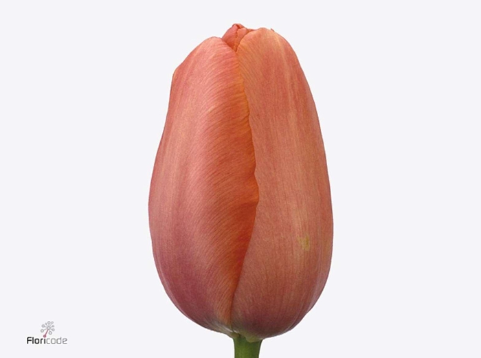 <h4>Tu En La Romaine Arancione</h4>